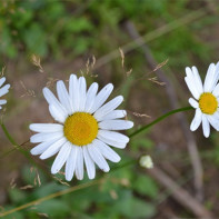 Photo de camomille 2