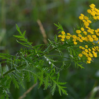 Foto von Rainfarn