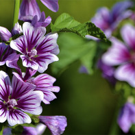 Photo de mauve sylvestre
