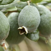 Photo de feijoa 2