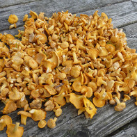 Photo de girolles 3