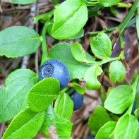 Photo de feuilles de myrtille 2