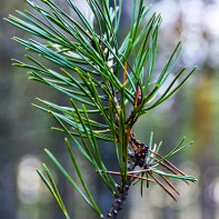 Photo d'aiguilles de pin 3