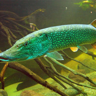 Photo de brochet