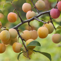 Photo de prune-cerise 2