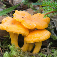 Photo de girolles 2
