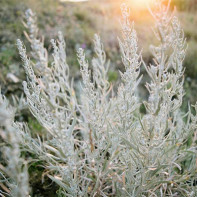 Photo d'absinthe amère