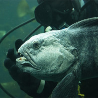 Photo de loup de mer 5