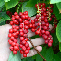 Foto von Schisandra 4