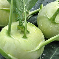 Foto von Kohlrabi