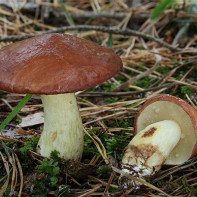 Foto von Butterpilzen 2