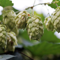 Photo des cônes de houblon 4