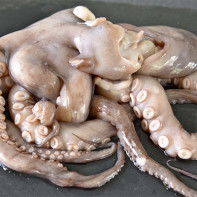 Krakenfoto 6