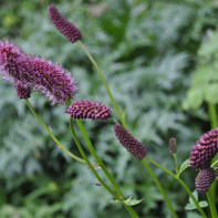Foto des Wiesenknopfs 2