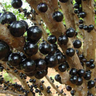 Photo de jabuticaba 5