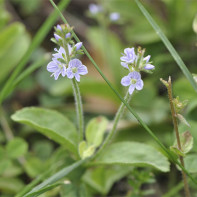 Photo de la Véronique officinale 3