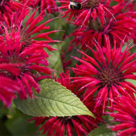 Photo de la monarde 2