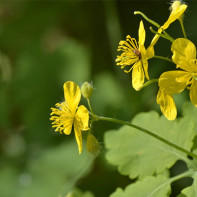 Photo de chélidoine 2