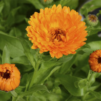 Foto der Ringelblume 4