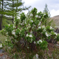 Photo de caragana 3