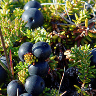 Photo de la camarine 5
