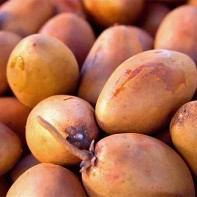 Photo de sapodille 2