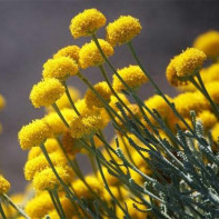 Photo d'immortelle 2