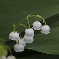 Photo de muguet 4