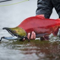 Foto des Sockeye-Lachses 2