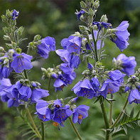 Foto der Blauen Himmelsleiter