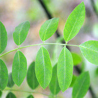 Photo de sophora japonica 5