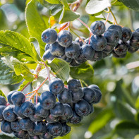 Photo d'aronia 3