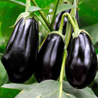 Photos d'aubergines