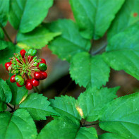 Foto von Ginseng