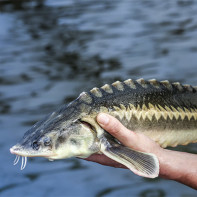 Photo d'esturgeon 3