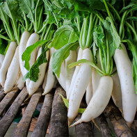 Photo de daikon
