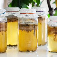 Photo de kombucha 3