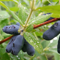 Photo de chèvrefeuille 3