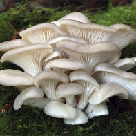Photos de pleurotes
