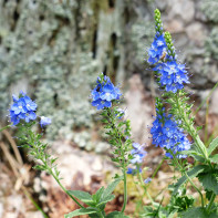 Photo de la Véronique officinale 5
