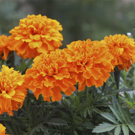 Tagetes-Foto 4