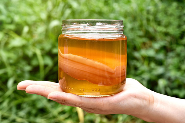 Le kombucha en médecine