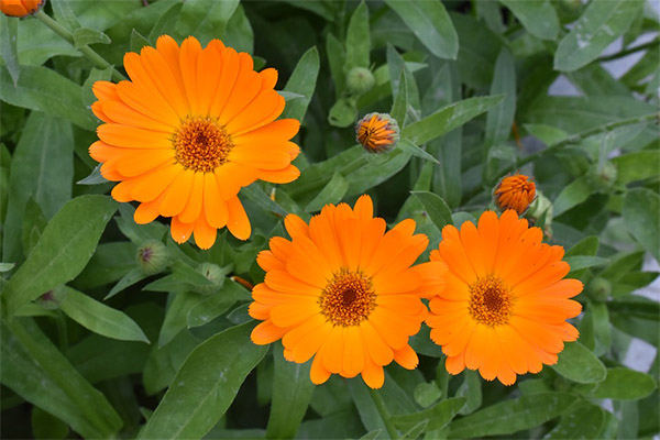 Interessante Fakten über die Ringelblume