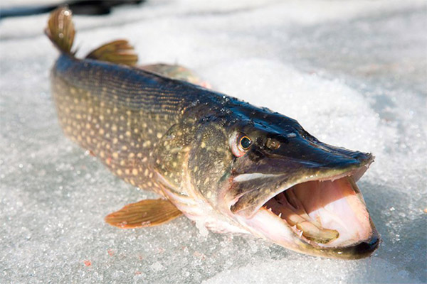 Faits intéressants sur le brochet