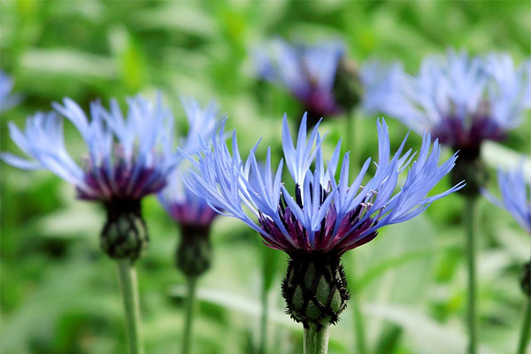 Verwendung der Kornblume in der Küche