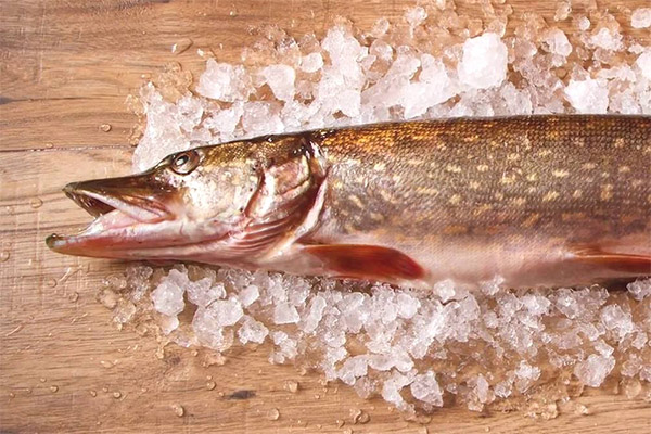 Comment choisir et conserver le brochet