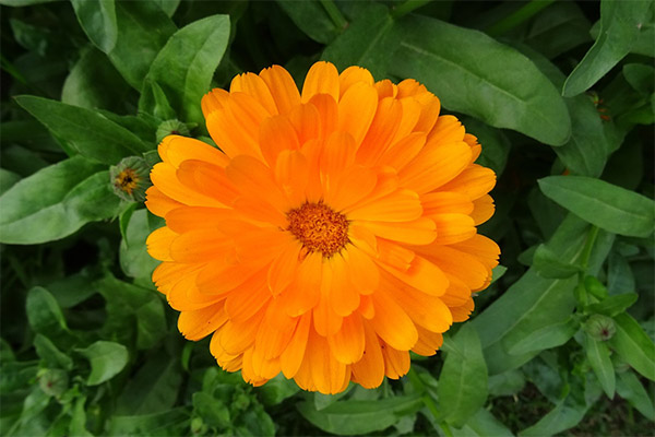 Ringelblume