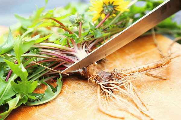 La racine de pissenlit en cuisine