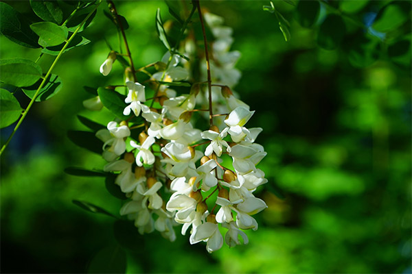 Propriétés médicinales de l'acacia blanc