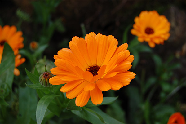 Heilende Eigenschaften der Ringelblume